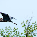 Great Blue Heron