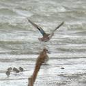 Green-winged Teal Ducks