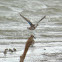 Green-winged Teal Ducks