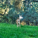Mule Deer