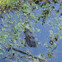 American Alligator