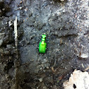 Six-spotted tiger beetle
