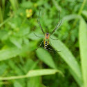 Green and yellow spider