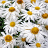 Daisies