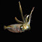 Reef squid