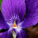 Common Violet