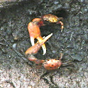 Fiddler Crab