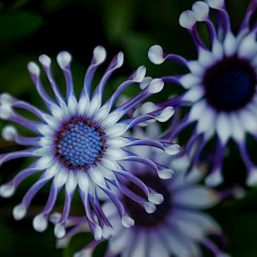 Painted African Daisy by Lynn Wiezycki - Nature Up Close Flowers ( osteospermum, blue, white, african painted daisy, daisy, flower )