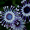 20120225KerbysNursery-3.jpg