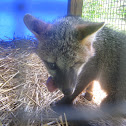Grey Fox