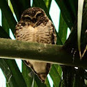 Burrowing owl