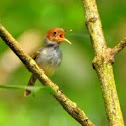 Ashy Tailorbird