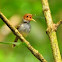 Ashy Tailorbird