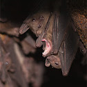Rousette Bat
