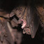Rousette Bat