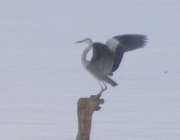Spotting Image 1