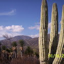 cactus desert