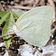 Lemon Migrant