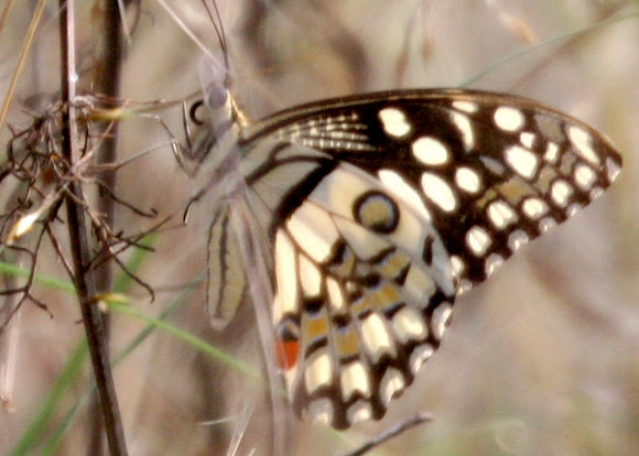 Spotting Image 1