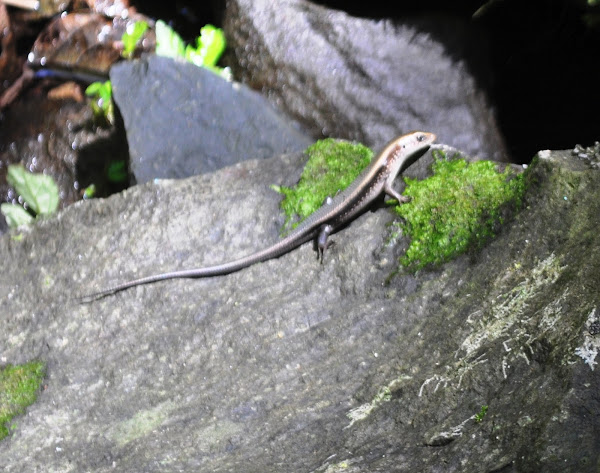 Bubuli or Sand Lizard | Project Noah