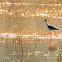 Black winged stilt