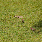 Common Waxbill