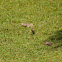 Common Waxbill
