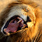 Marvin Yawns Again - Copy.JPG