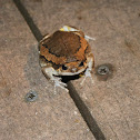 Asian Painted Frog