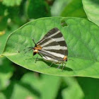 Two headed butterfly