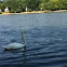 Swan