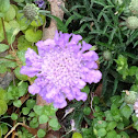 Pincushion flower