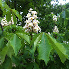Horse Chestnut