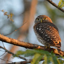 Cuban Pygmy Owl
