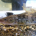 Baby Cod
