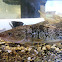 Baby Cod