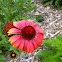 Firewheel or Indian Blanket