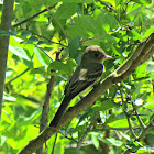 Eastern Wood-Pewee