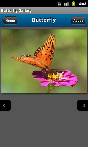 【免費娛樂App】Butterfly Photo Gallery-APP點子