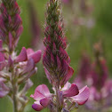 Sainfoin, Futter-Esparsette