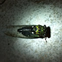 Adult Anual Cicada
