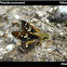 Great Swift(Pelopidas assamensis)