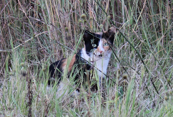 Spotting Image 1