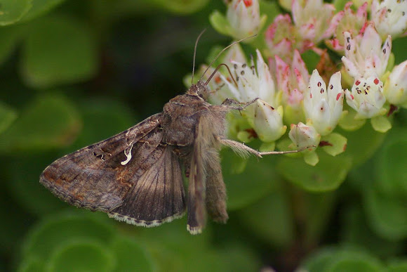 Spotting Image 1