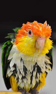 How to mod Funny Wet Parrot at rain WP 1.0 mod apk for bluestacks