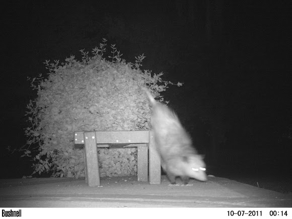 Spotting Image 1
