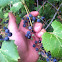 Wild grapes