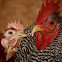 Rooster and Hens