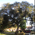 Los Angeles Wildlife