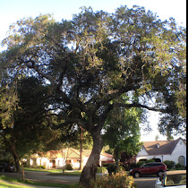 Los Angeles Wildlife